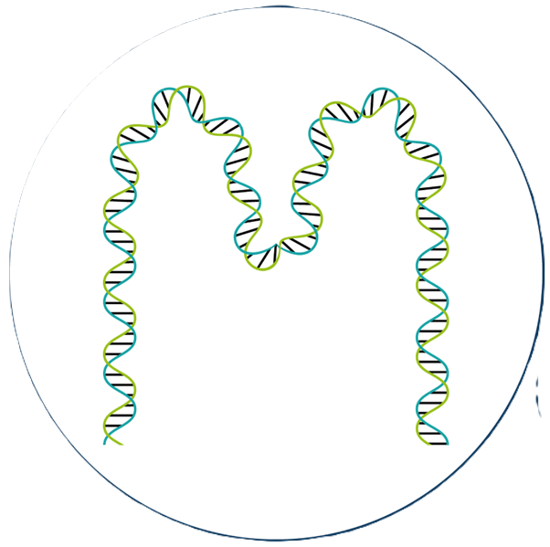 MetaPlantCode